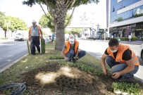 Antalya'da, Kışlık Çiçekler Toprakla Buluştu