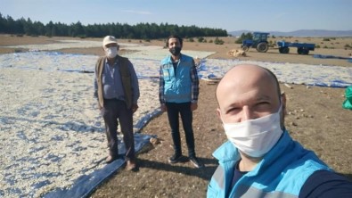 Çavdarhisar'da Çerezlik Kabak Hasadı Başladı