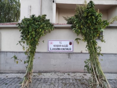 Özkonak'ta 94 Kök Hint Keneviri Ele Geçirildi