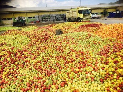 Eğirdir'de Iskarta Elmanın Kilosu 65 Kuruştan Alınıyor