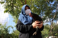 Kocaeli Çiftçisine 20 Bin Tavuk Desteği