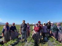 Köşk Belediye Başkanı Güler, Kadın Çiftçilerin Gününü Kutladı Haberi