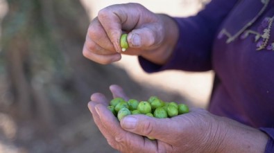 4 Bin 500 Yıllık Zeytin Geçmişi Olan Kilis'te Zeytinin Dalından Sofraya Yolculuğu