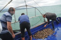 Deniz Salyangozu İhracatından 3 Milyon Dolar Gelir