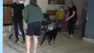 Ev Yangınında Dumandan Etkilenen Köpeği İtfaiye Kurtardı