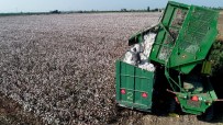 Pamuk, Çiftçinin Yüzünü Güldürmeye Başladı