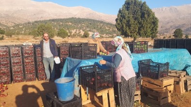 Tufanbeyli'de Elma Hasadı Başladı