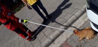 Fethiye'de Otomobilin Motoruna Sıkışan Kediyi İtfaiye Kurtardı