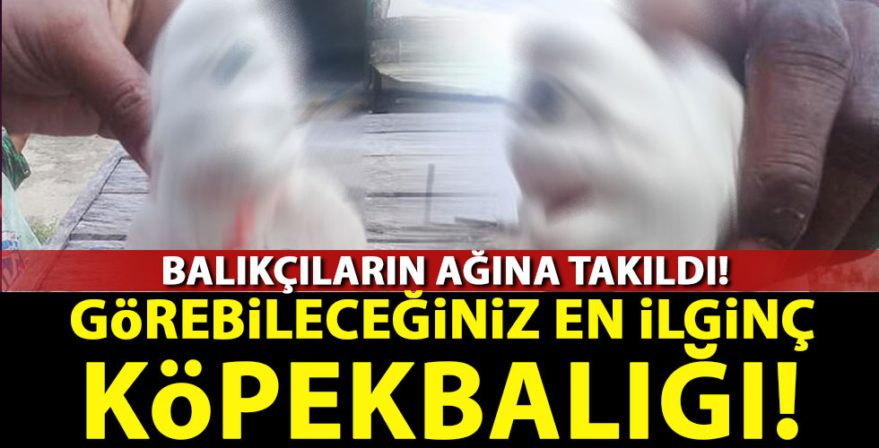 Görebileceğiniz en ilginç köpekbalığı!