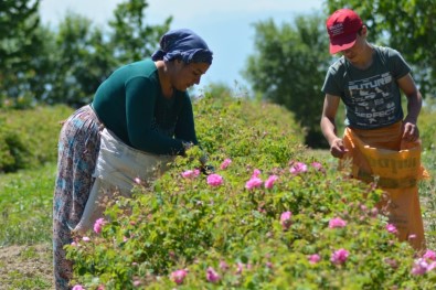 Gül Çiçeği İçin 7.35 TL Fiyat Belirlenen Gül Üreticisi Dekar Başına Destek Bekliyor