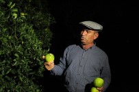 Kumluca'da 2 Bin Dönüm Sera, 500 Dönüm Narenciye Bahçesi Zarar Gördü Haberi