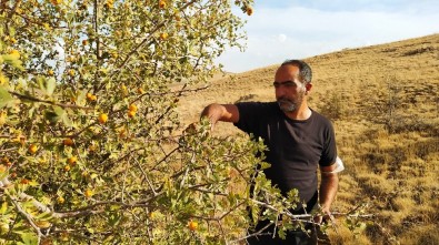 Yunak'ta Alıç Toplanmaya Devam Ediyor