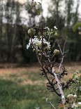 Armut Ağacı Ekim'de Çiçek Açtı Haberi