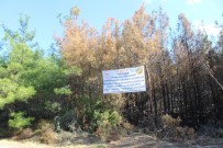 Ayvalık'ta Yanan Ormanlık Alanın Ağaçlandırılması İçin Teknik Çalışmalar Başladı