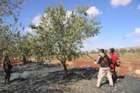 Badem Hasadında Sona Gelindi