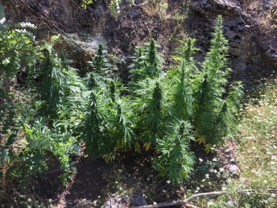 Malatya'da Uyuşturucuya Geçit Yok