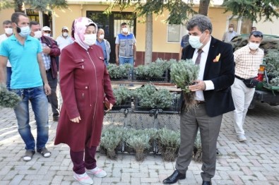 Sandıklı'da Çiftçilere Lavanta Fidesi Dağıtımı Yapıldı