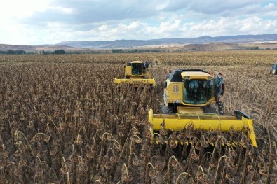 Sivas'ta Ay Çekirdeği Üretimi 6 Kat Arttı