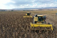 Sivas'ta Ay Çekirdeği Üretimi 6 Kat Arttı