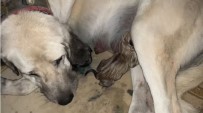 Annesiz Yavruları Anadolu Çoban Köpeği Besliyor Haberi