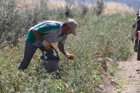 Buca'nın Ürünleri Bin 458 Mutfağa Bereket Oldu