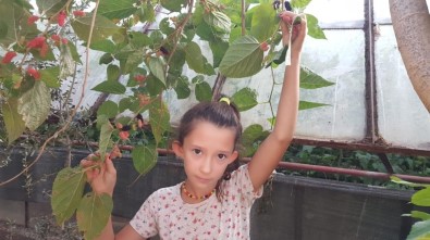 Fethiye'de Ekim Ayında Meyve Veren Dut Ağacı Şaşkınlık Oluşturdu