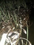 Kızılırmak'a Elektrik Verdiler, Balıkları Öldürdüler