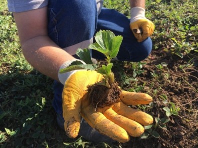 Kdz. Ereğli'de 2 Bin 500 Adet Osmanlı Çileği Fidesi Dağıtılacak