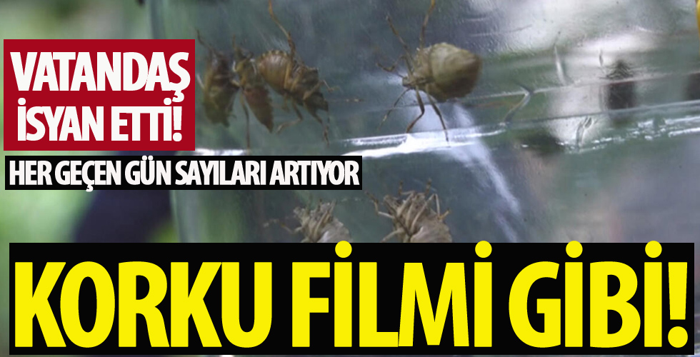 Sayıları arttı vatandaşların kabusu oldu!