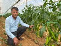 Antalyalı Çiftçiler Yerli Ve Milli Tohumla Üretiyor Haberi
