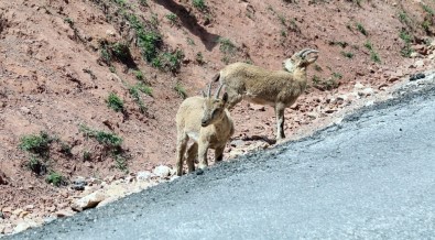 Erzincan - İliç Yolunda Yaban Keçileri Yol Kenarına İndi