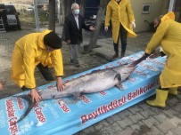 Marmara Denizi Açıklarında Dev 'Kılıç Balığı' Yakalandı Haberi