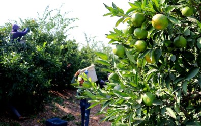 Narenciye Üreticilerine 5 Milyonluk Acil Destek Ödeneği