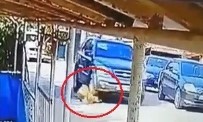 Cip İle Üzerinden Geçtiği Köpeğin Ölümüne Neden Olan Sürücüye Ceza
