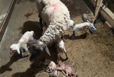 Denizli'de Koyun 5'İz Doğurdu