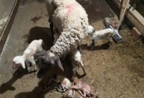 Denizli'de Koyun 5'İz  Doğurdu