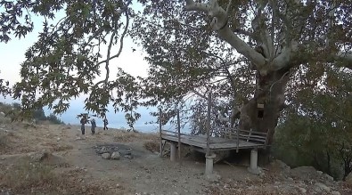 5 Asırlık Ağaç Koruma Altına Alındı