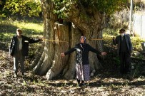 Dünyanın En Yaşlı Armut Ağacı Artvin'de Tespit Edildi