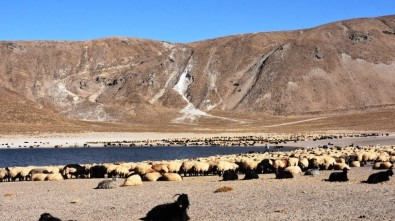 Göçerlerin Zorlu Dönüş Yolculuğu Başladı