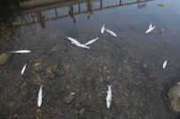 Antalya'da Derede Yüzlerce Balık Telef Oldu