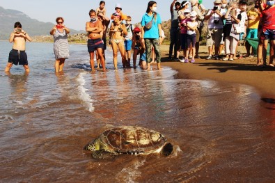 İztuzu Sahilinde Rekor Yuva