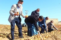 Yeşilhisar'da Patates Hasadı Devam Ediyor Haberi