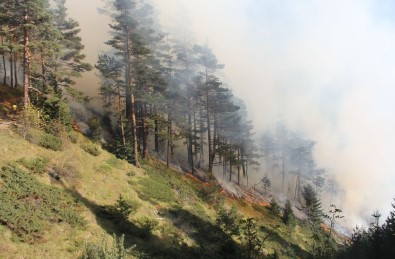Kastamonu'daki Orman Yangınları 5'Nci Gününde Kontrol Altına Alındı