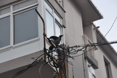 (Özel)-Maltepe'de Elektrik Direğinde Mahsur Kalan Kargaya Kurtarma Operasyonu