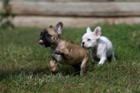 (ÖZEL) Pandemide Kayıp Evcil Hayvan İlanları 4 Kat Arttı