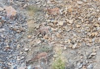 Artvin'de Dağ Keçileri Görüntülendi Haberi