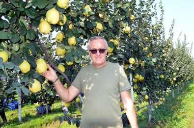 Ayva Üretimini Patlatacak Gelişme