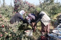DAP Ve DAKA'dan Bitlis'teki Elma Yetiştiricilerine Yüzde 50 Destek Haberi