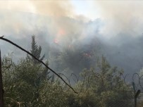 İskenderun'da Orman Yangını Çıktı