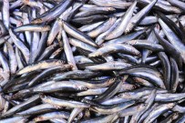 Palamuda 'Elveda', Hamsiye 'Merhaba'